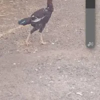 خروس لل لاری برای داشت در جغین