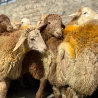 برای عید قربان و گوشت خونه گوسفند زنده|حیوانات مزرعه|تهران, جیحون|دیوار