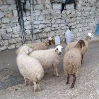 فروش گوسفند|حیوانات مزرعه|کلاشی, |دیوار