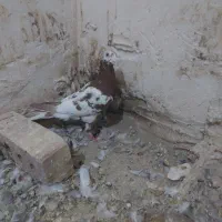 کارل میلمنز|پرنده|تربت جام, ترکمن ها|دیوار