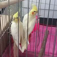 عروس هلندی نروماده شیطون