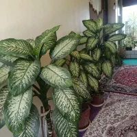 گل‌های زیبا و سالم