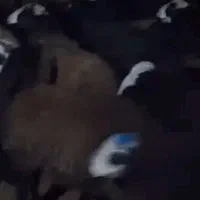 بره نر|حیوانات مزرعه|شال, |دیوار