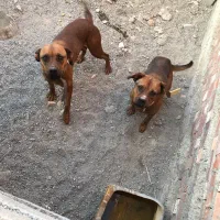 واگذاری پیت بول|سگ|عنبرآباد, |دیوار