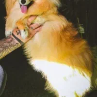 ماده دارم فحل اومده