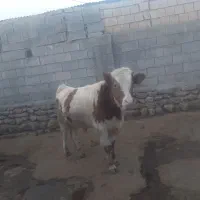 گوساله سیمنتال، نر