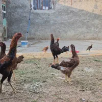 مرغ و خروس