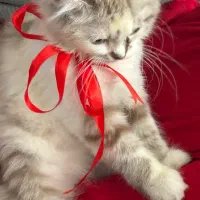 طوله بریتیش و اسکاتیش