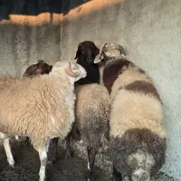 دام گوسفندی|حیوانات مزرعه|سورک, |دیوار