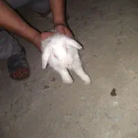یکعددخرگوشپیداشد