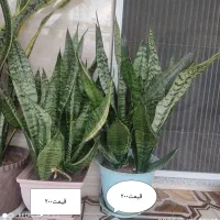 گل سانسوریاآپارتمانی