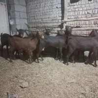 بز سانس اصل