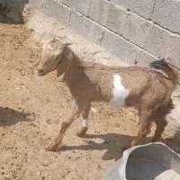 دو تا کهره نر و ماده جفتش با هم ۱۱ تومن|حیوانات مزرعه|داراب, |دیوار