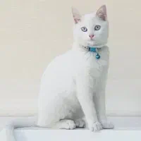 گربه