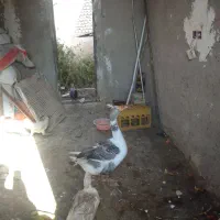 غاز نر|حیوانات مزرعه|زابل, |دیوار