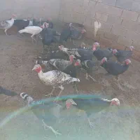 بوقلمون|حیوانات مزرعه|نورآباد, |دیوار