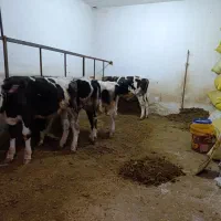 گوساله نر.سیمینتال و هلشتاین اصل|حیوانات مزرعه|مهربان, |دیوار