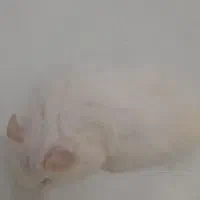 همستر بالغ|موش و خرگوش|صدرا-فارس, فاز ۱|دیوار