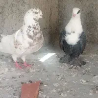 کبوتر|پرنده|گرگان, |دیوار