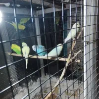 مرغ عشق تعداد بالا|پرنده|سراوان, |دیوار