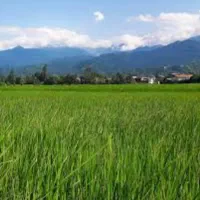بیجار-هزار-متری-میان-محله-گلرودبار