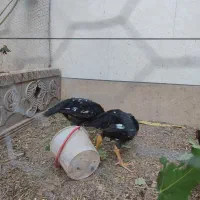 خروس لاری