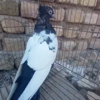 .زرد..سینه سیاه