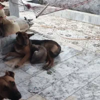 واگذاری سگ ژرمن ماده 9 ماهه شناسنامه دار|سگ|لاهیجان, لیالستان|دیوار