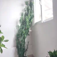 گل افوربیا شیک  مخصوص روز مادر ۲متر ارتفاع