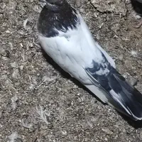 کبوتر|پرنده|فین, |دیوار