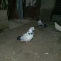 کبوترپرشی