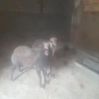 قوچ