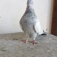 سینه آبی|پرنده|شیراز, شیشه‌گری|دیوار