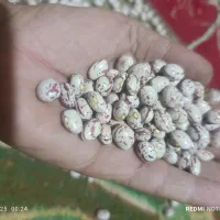 لوبیا چیتی|خوردنی و آشامیدنی|شیراز, بریجستون|دیوار