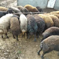 گوسفند پرورشی نر یک ساله کیلویی|حیوانات مزرعه|نوشین شهر, |دیوار