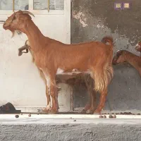 8تا بز تالی و محلی مخصوص داشت کشتن چاق چله|حیوانات مزرعه|بندرعباس, |دیوار