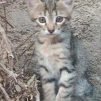 دو عدد بچه گربه  واگذار میشه|گربه|پاکدشت, پاکدشت (مامازند)|دیوار