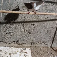 ساده|پرنده|زابل, |دیوار