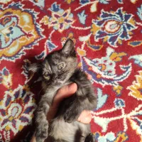 توله گربه اسکاتیش|گربه|بوشهر, |دیوار