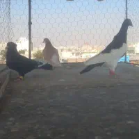 سه تا کبوتر پرشی  دونه ۵۰۰|پرنده|تاکستان, |دیوار