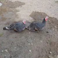 بوقلمون ماده