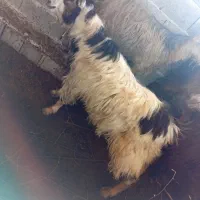 بز نر