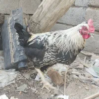 خروس و جوجه خروس|حیوانات مزرعه|جیرفت, |دیوار