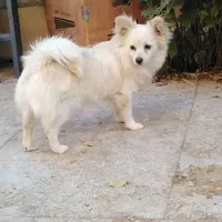 پامر روباهی حامله