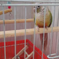 گرینچیک بامزه