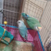 یک جفت توتی برزیلی