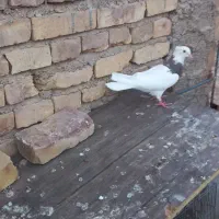 کفتر طوقی ماده