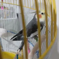 عروس هلندی نر. سخنگو.دستی.فیلم هست