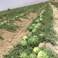 اجاره ی زمین کشاورزی