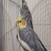 عروس هلندی مولد سره حال و سخنگو|پرنده|تهران, دروازه شمیران|دیوار